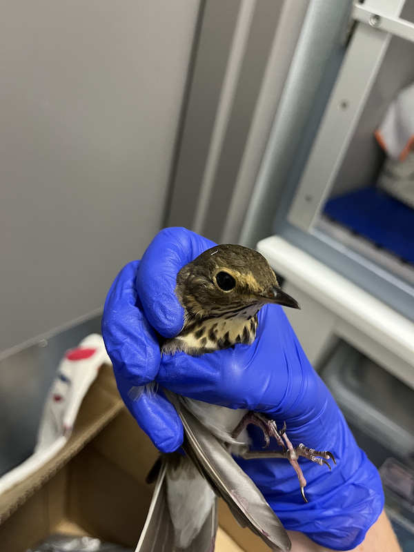 Swainson's Thrush in gloved hand for an exam.