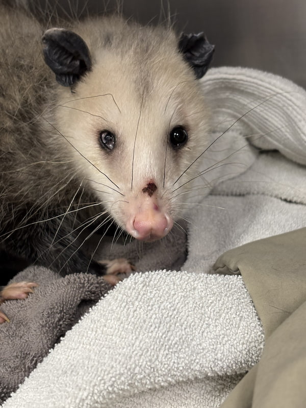 Virginia opossum with a injured right eye and wound across nose in an enclosure standing on several towels.