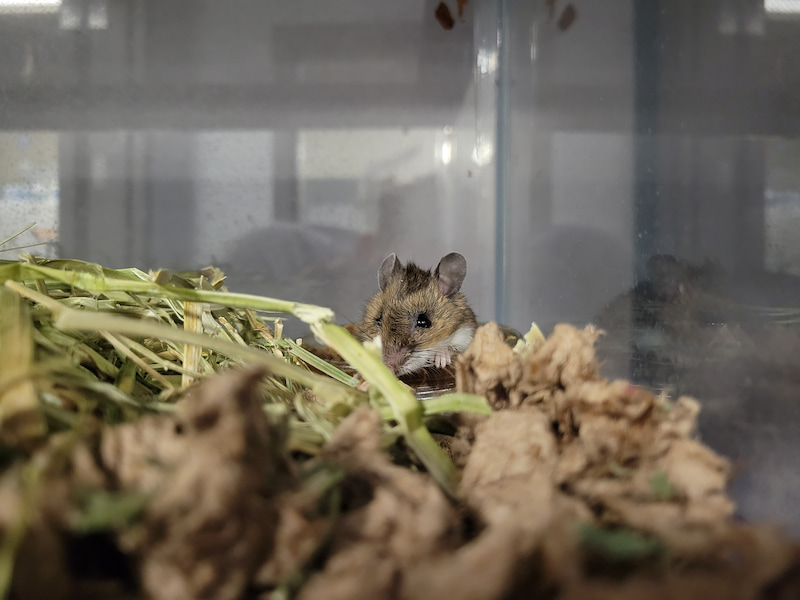 White footed mouse peeking out from a thick layer of recycled paper bedding and hay.