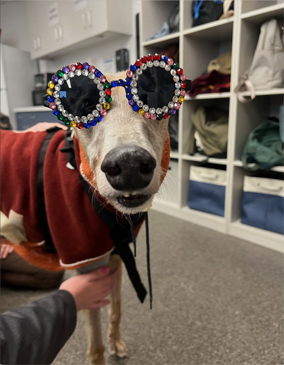 Bacchus the greyhound wearing glasses decorated with colorful beads