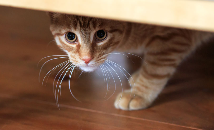 Cat looking out from under a piece of furniture