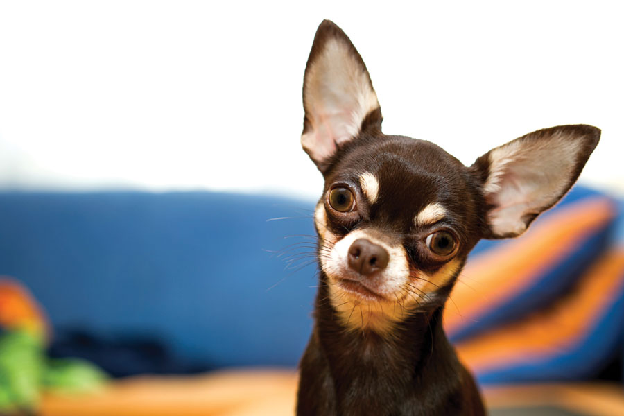 Chihuahua