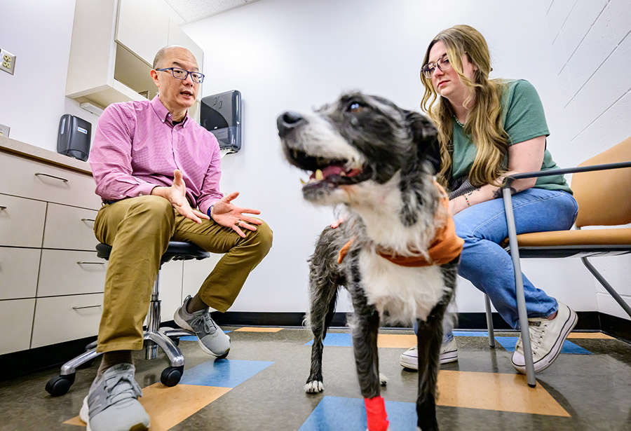 Dr. Timothy Fan, a professor of veterinary clinical medicine, consulting a dog owner about their pet in a clinical setting.
