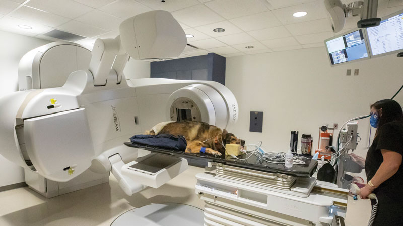 A large dog is being prepped to undergo radiation therapy with a TrueBeam linear accelerator