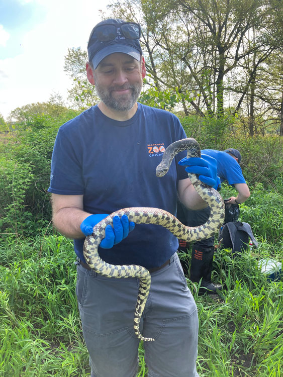Dr. Matt Allender in the field holding a snake