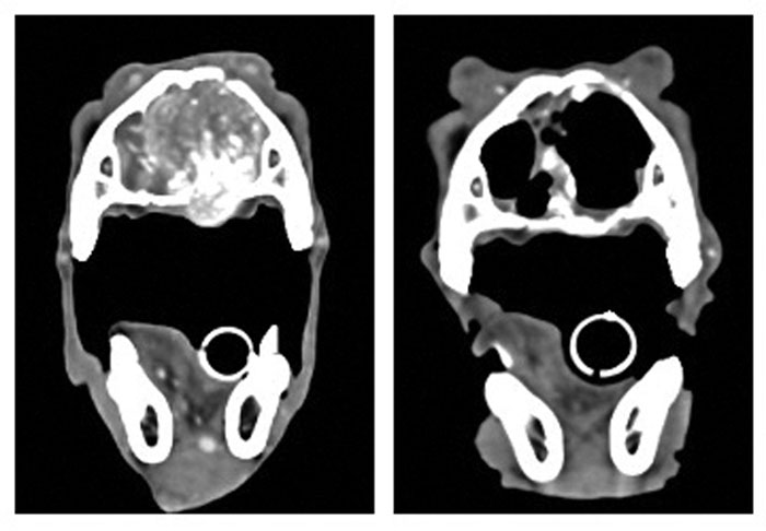 CT images of dog with nasal tumor before and after radiation therapy