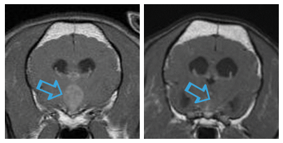 CT images of dog with pituitary tumor before and after radiation 