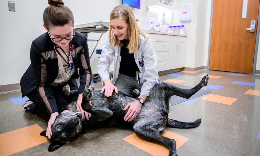 Vet student Hannah Vander Ploeg and Dr. Alyssa Baratta-Martin examine a black female dog. Photo by Fred Zwicky.