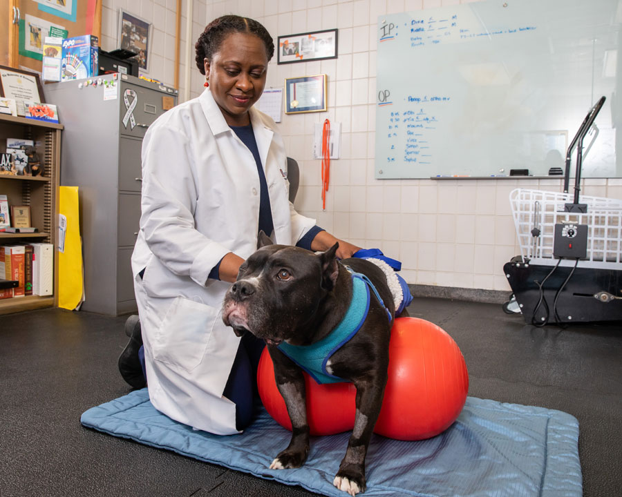 TIsha Harper performs rehabilitation therapy on a dog