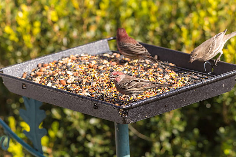Several finches eating bird seed on a platform bird feeder.