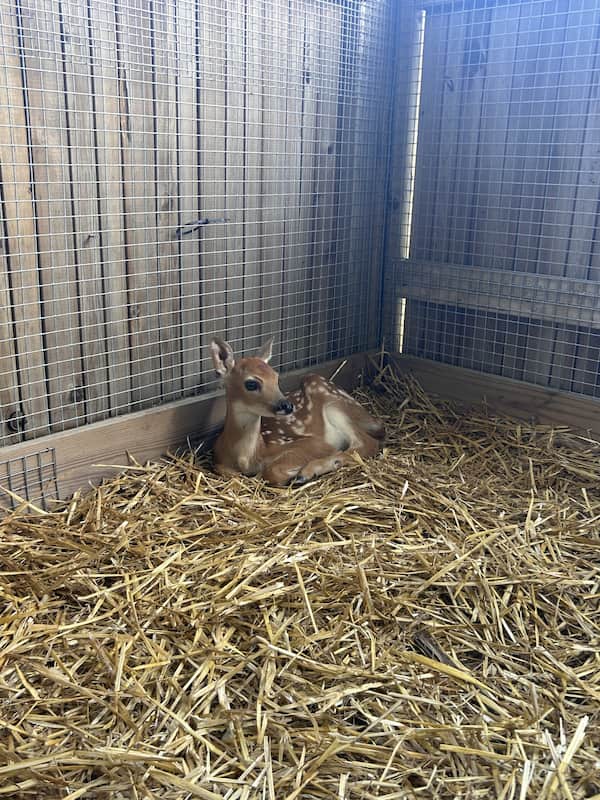 White tailed deer fawn, resting in straw in a rehab enclosure.