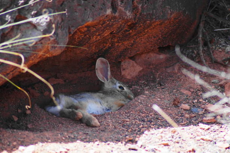 Rabbit resting on its side under a rock in sandy substrate.
