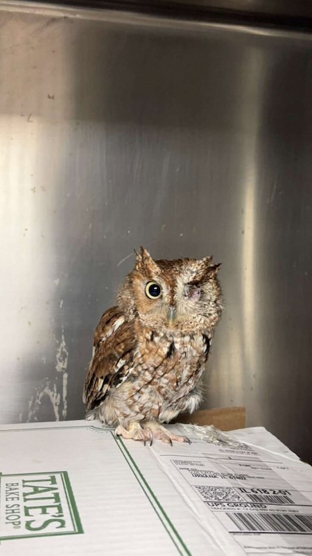 A one eyed Eastern Screech Owl in a hospital enclosure. It's injured eye was surgically removed.
