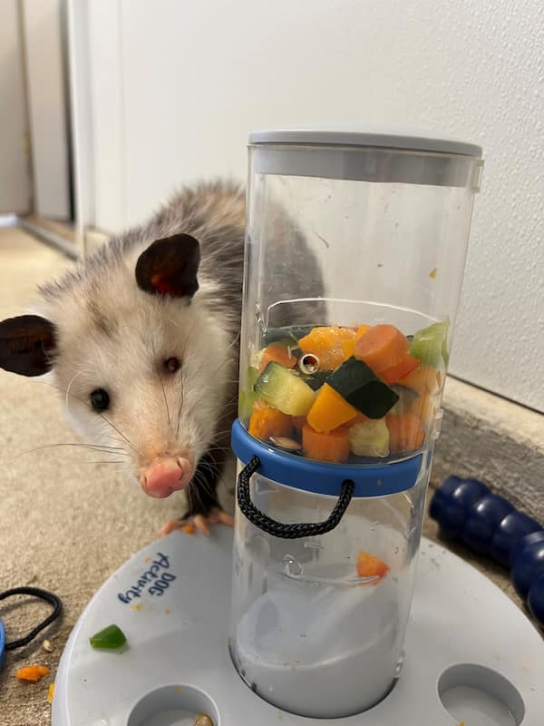 Virginia Opossum, Petunia, investigating a puzzle feeder.
