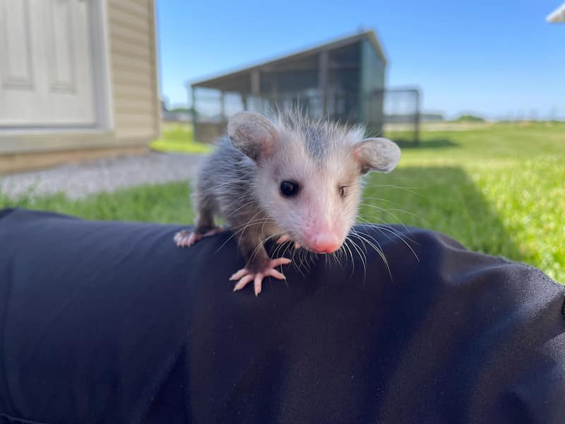 Virginia Opossum ambassador Petunia as a baby.