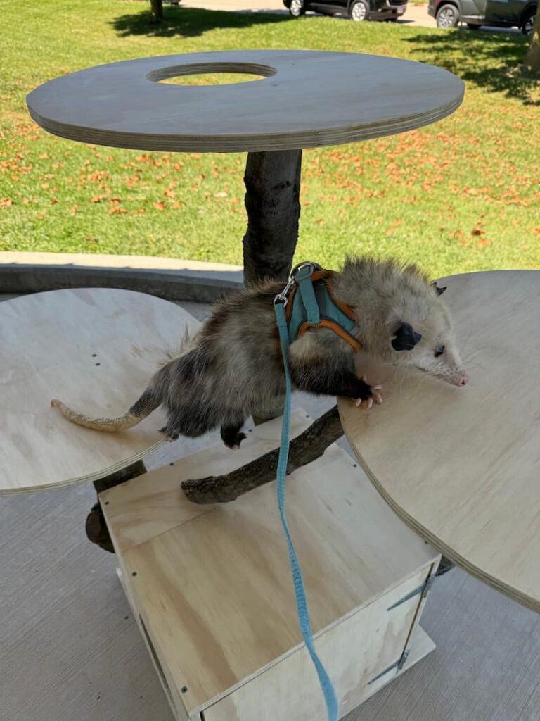 WMC former Virginia Opossum ambassador, Petunia, investigating her new "opossum" tree.