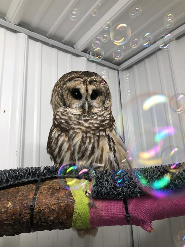 Former WMC ambassador animal, Vara, getting bubbles blown to her as enrichment.