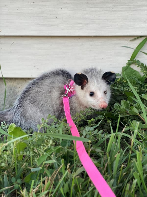Former WMC Virginia Opossum ambassador, Petunia, as a youngster outside for a walk on a harness and leash.