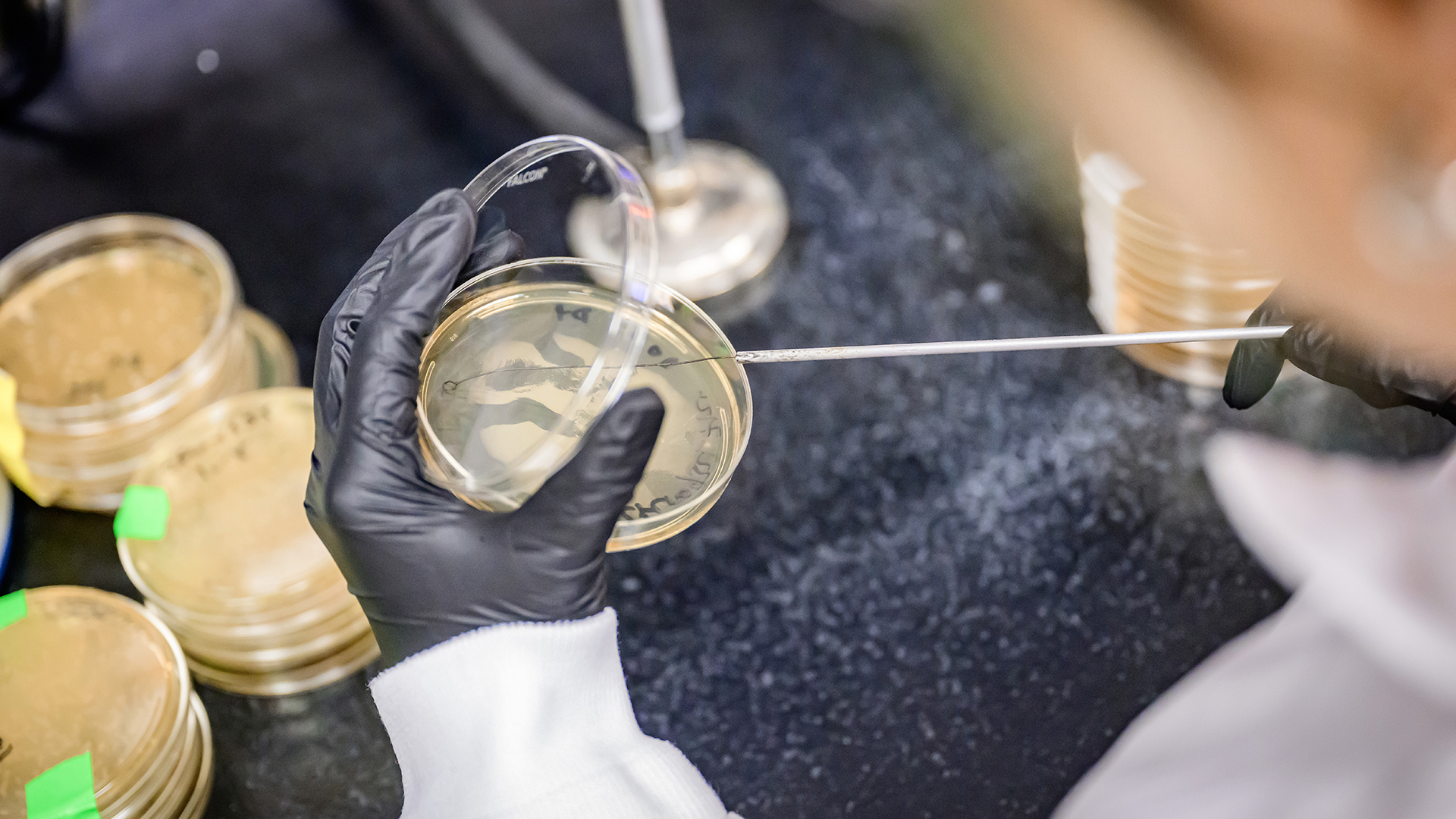 A researcher working with a dish in a lab