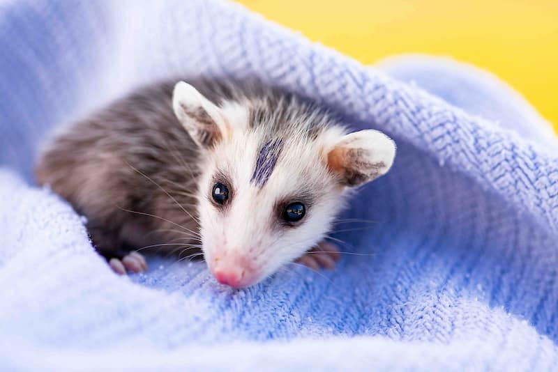Virginia Opossum joey tucked under the fold of a blanket. Opossum is looking forwards but right side of body visible from under the blanket.