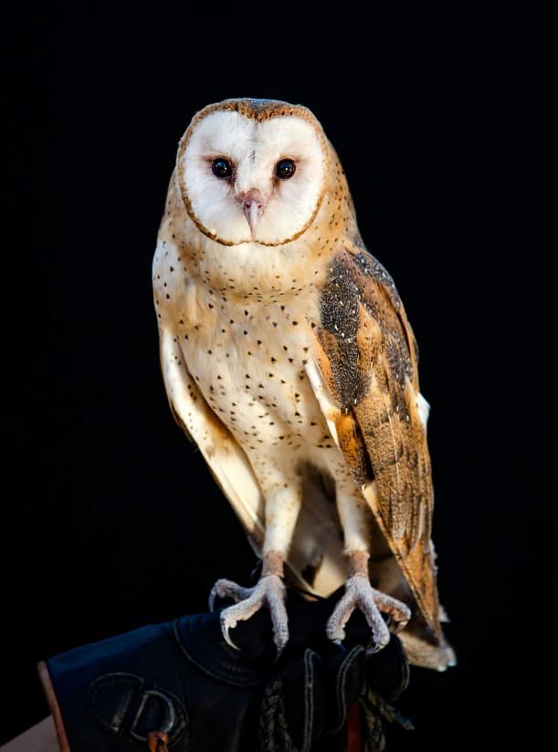 Captive Barn Owl sitting on a gloved hand.