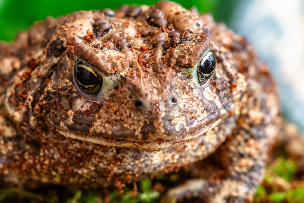 American Toad close up image of head. Toad looking forwards with both eyes open.