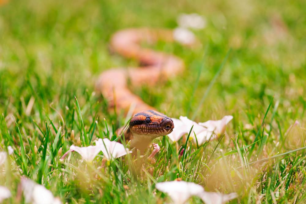 Caduceus the Brazilian Rainbow Boa Ambassador roaming in the grass next to some flowers.