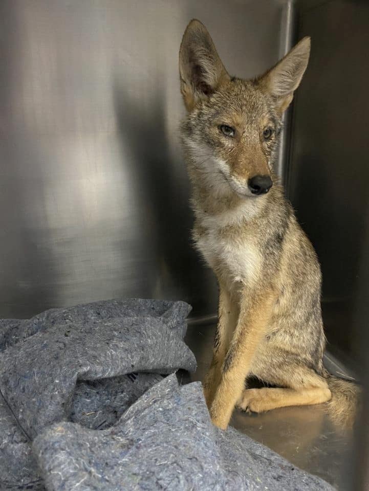 Coyote Wildlife Patient in a stainless steel enclosure sitting next to a blanket.