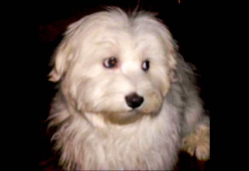 Charlie, a while small dog