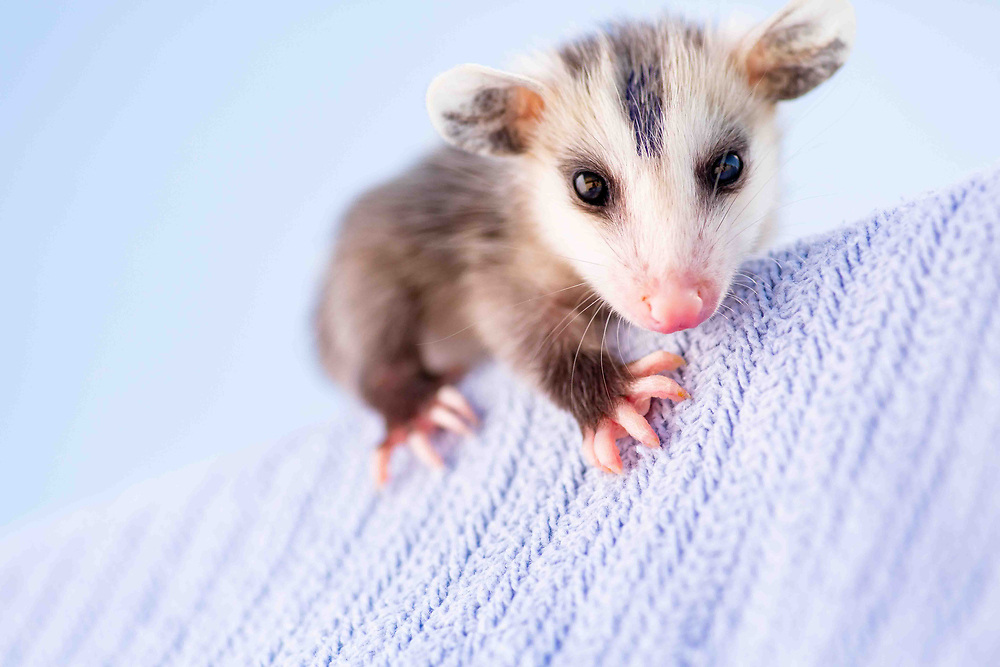 Young Virginia Opossum sitting on a blanket, looking forwards.