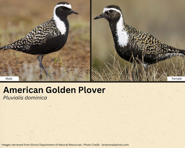 Golden Plover Graphic with common and scientific name listed below images of a male and female plover.