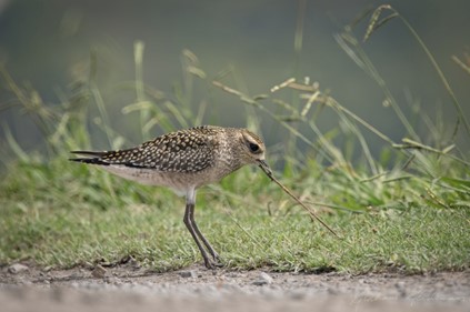 Young golden plover with worm in mouth leaning back some as it pulls the rest of the worm from the ground.