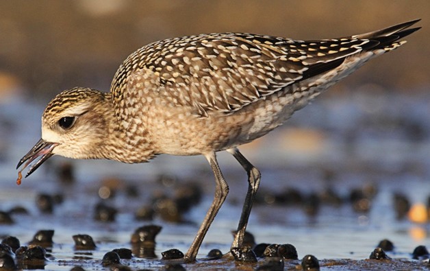 Golden Plover in non-breeding plumage feeding in shallow water.