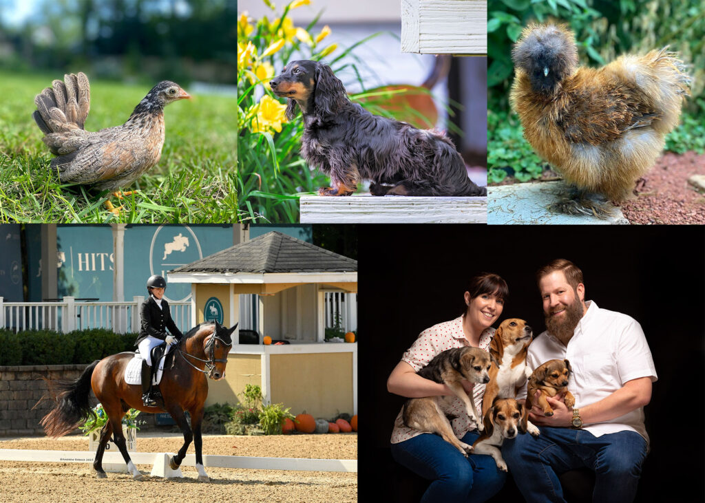 collage of images include -upper left bird, upper middle dachshund, upper right - silkie, bottom left Dr. lewis on a horse, bottom right - Dr. Lewis with partner Sam and four dogs.