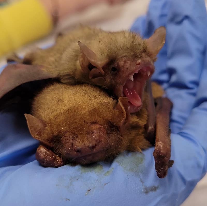 Two Bats resting on the glove of a wildlife rehabilitator in Texas. One bat is sleeping and one is yawning.