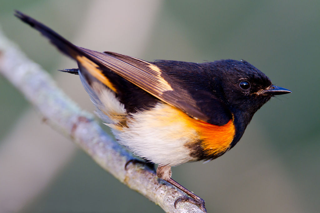 Side view of a male American Redstart perched on a branch.
