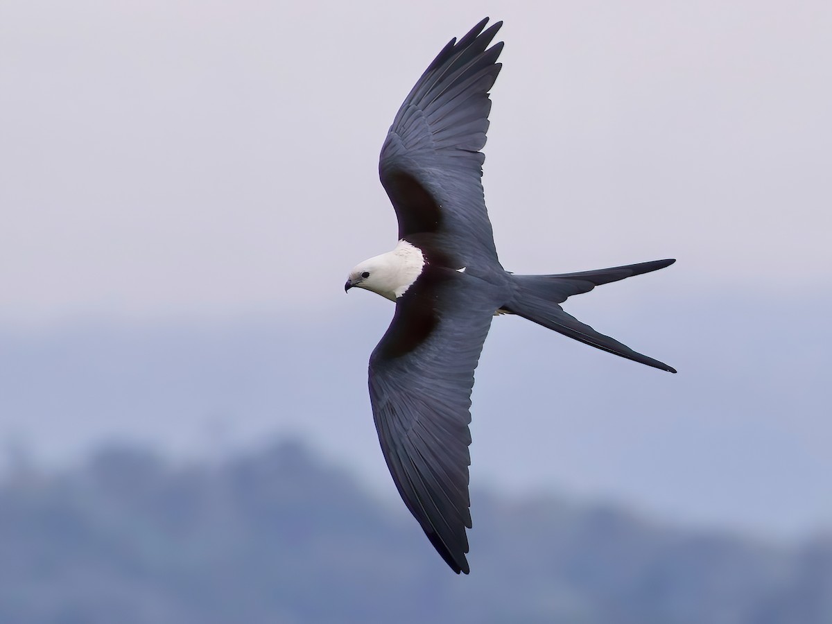 Swallow-tailed Kite in flight.