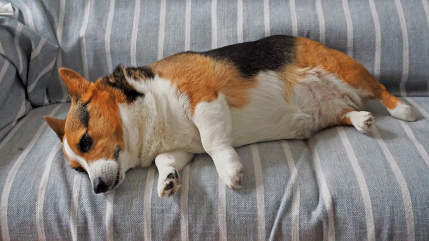 A dog laying down