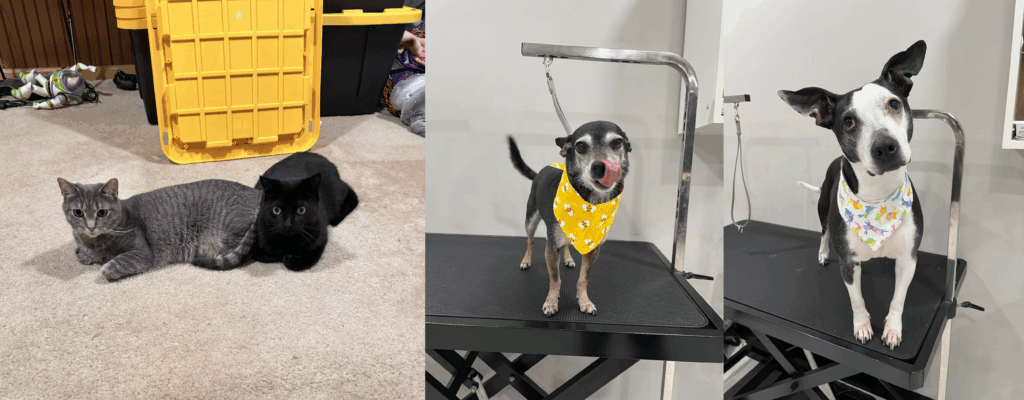 left image - two cats (gray strip, and black), center image (small dog in yellow bandana, right image small/medium black and white dog with white printed bandana.