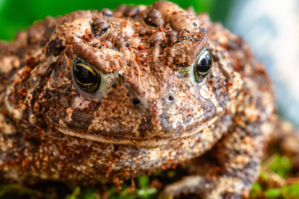 American toad, Basil