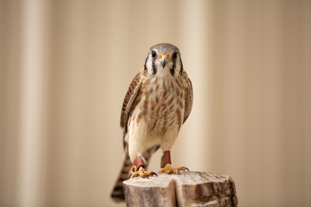 American kestrel, Clover