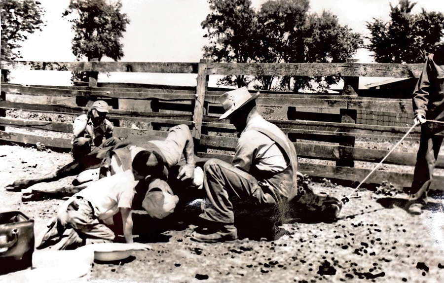 a child and several men surround a bull on the ground