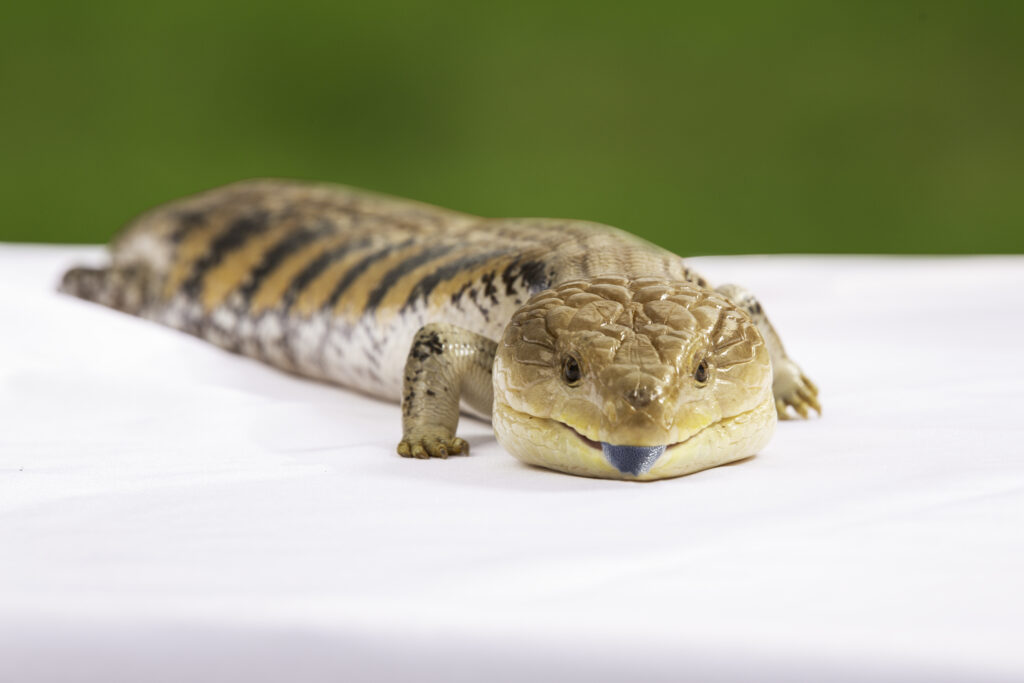 Blue-tongued skink, Onslo