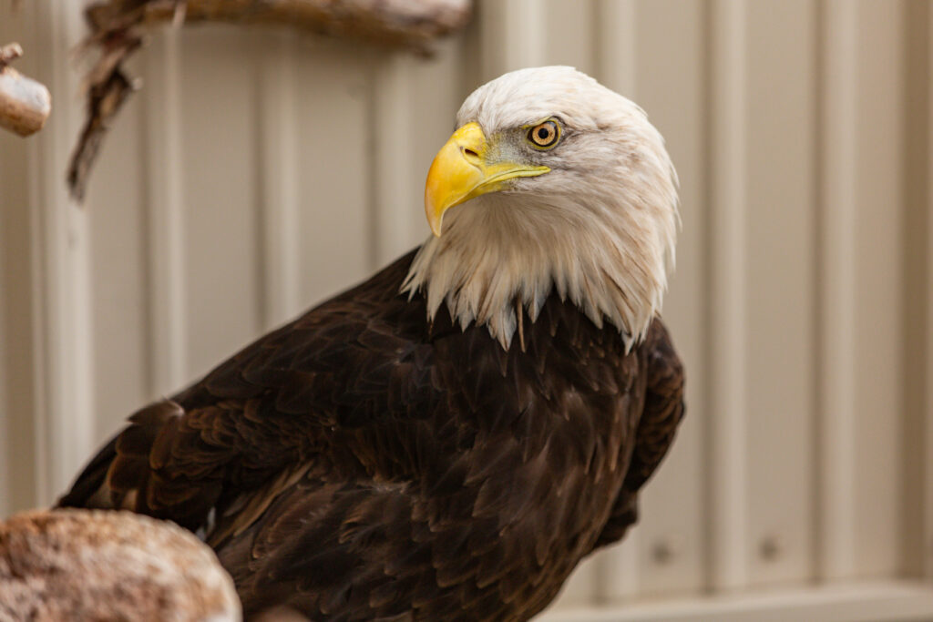 Bald eagle, River