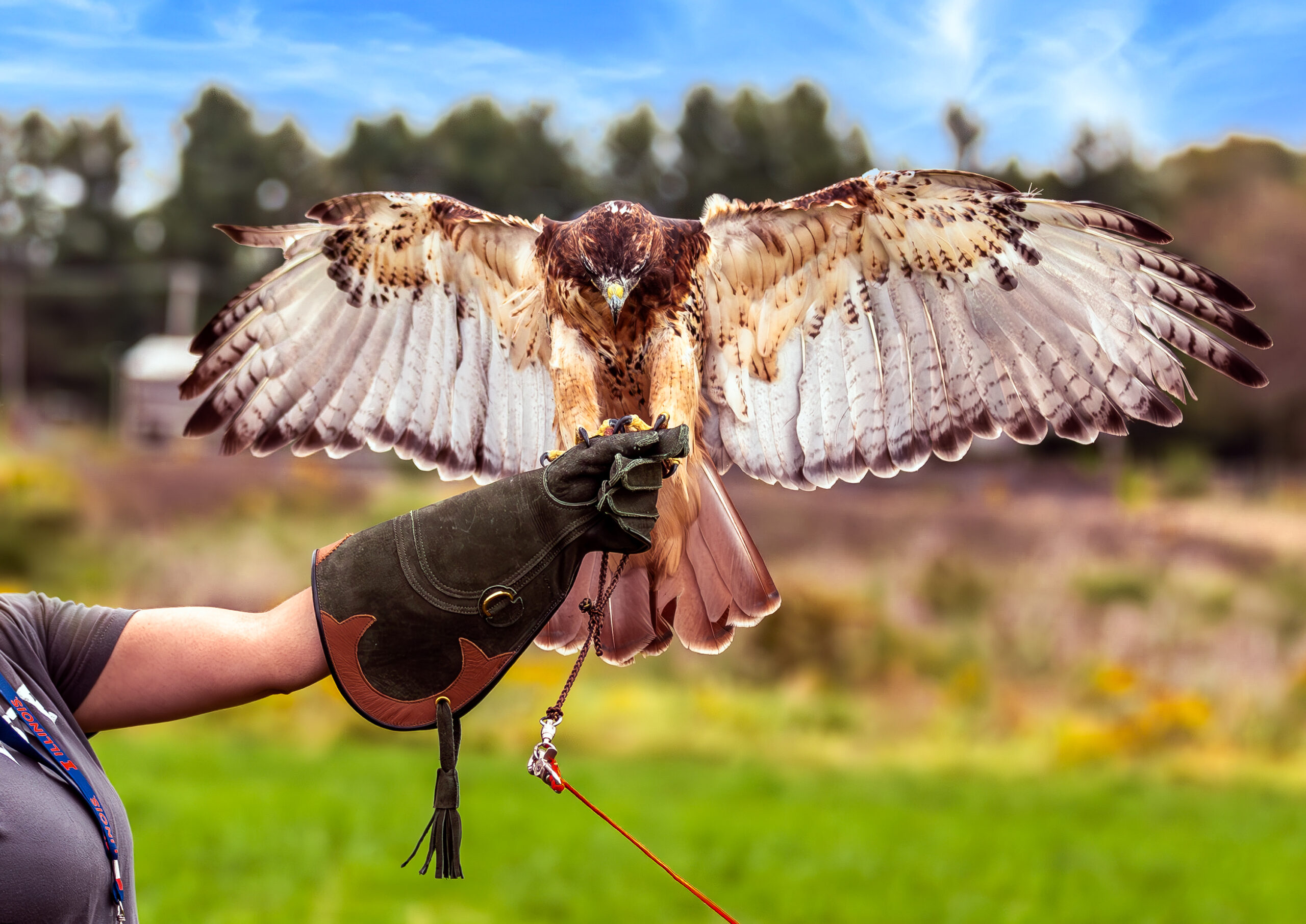 Ruby, a red-tailed hawk, spreading her wings while perched on a trainer's hand.