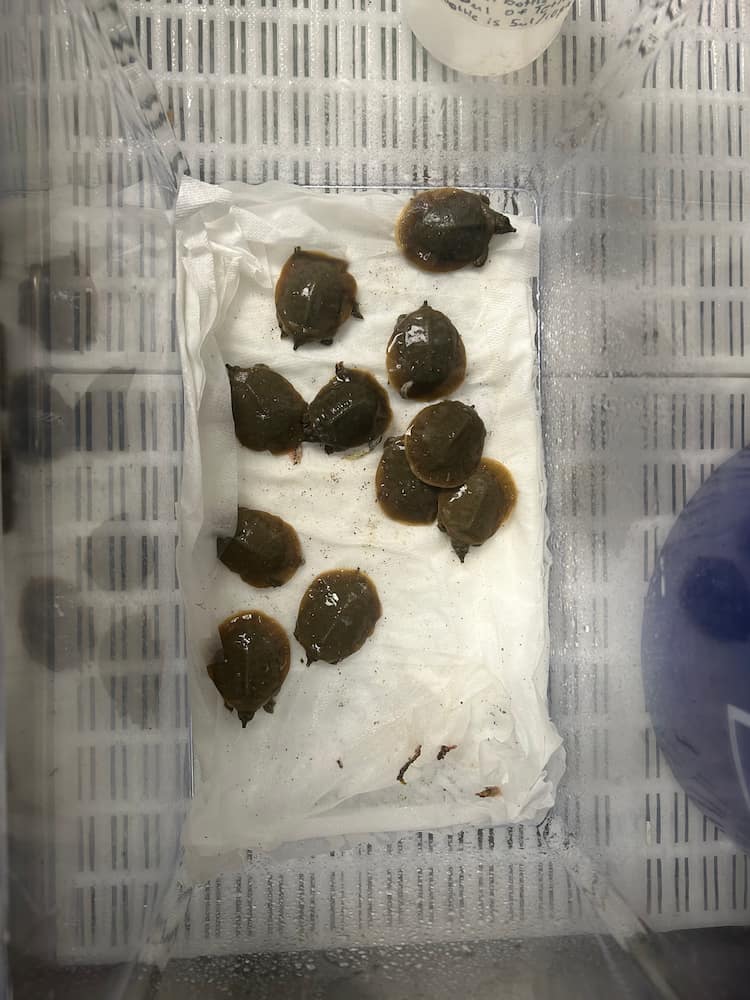 Newly hatched Spiny Softshell Turtles in a small plastic carrier with wet towels as substrate.