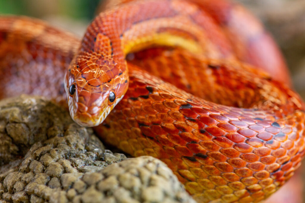 Corn snake, Maize