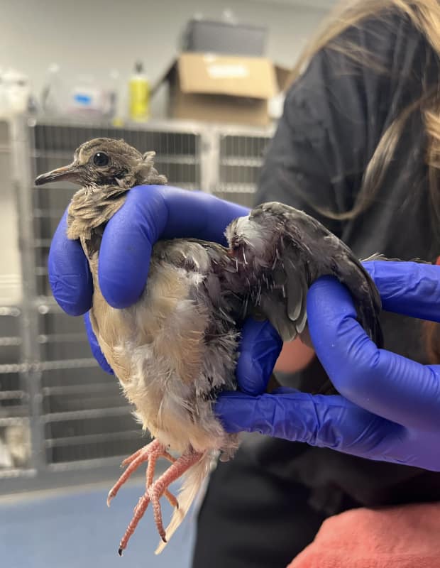 Young Mourning Dove in hand having its left wing examined by Wildlife Medical Clinic staff.