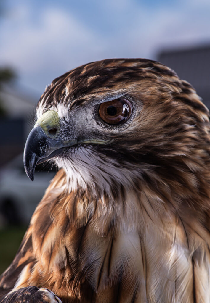 Male red-tailed hawk, Odin