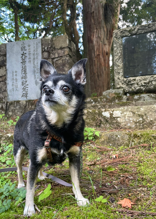 Oliver the Chihuahua in Japan